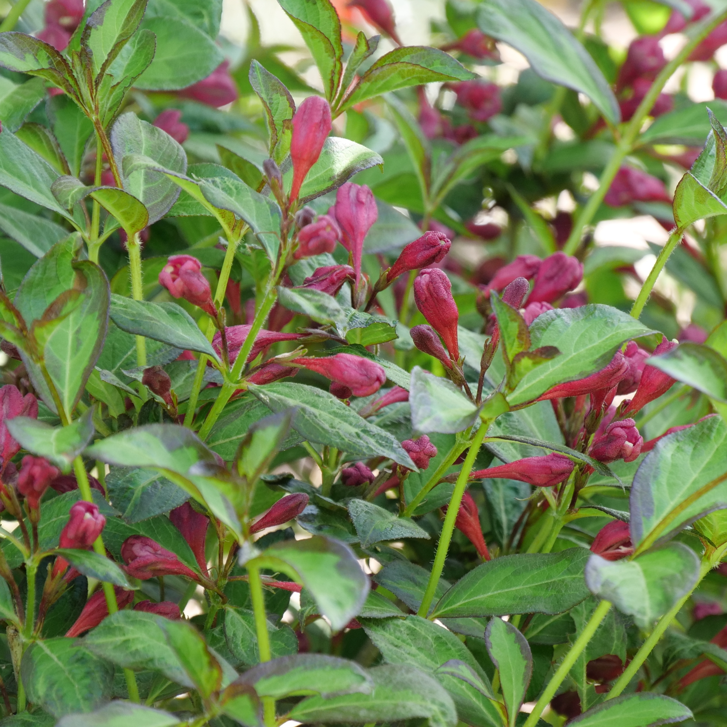 Vinho Verde® Weigela (florida)
