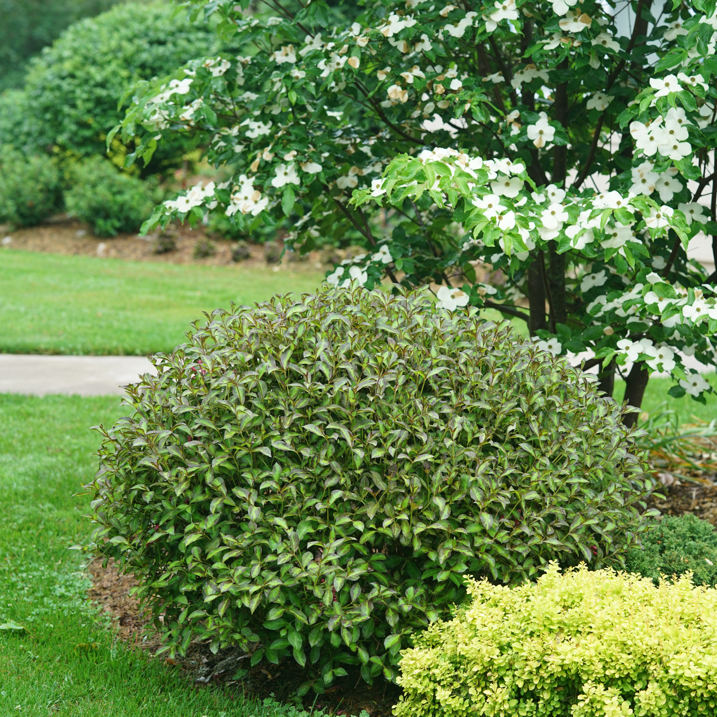 Vinho Verde® Weigela (florida)