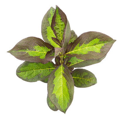 Vinho Verde® Weigela (florida)