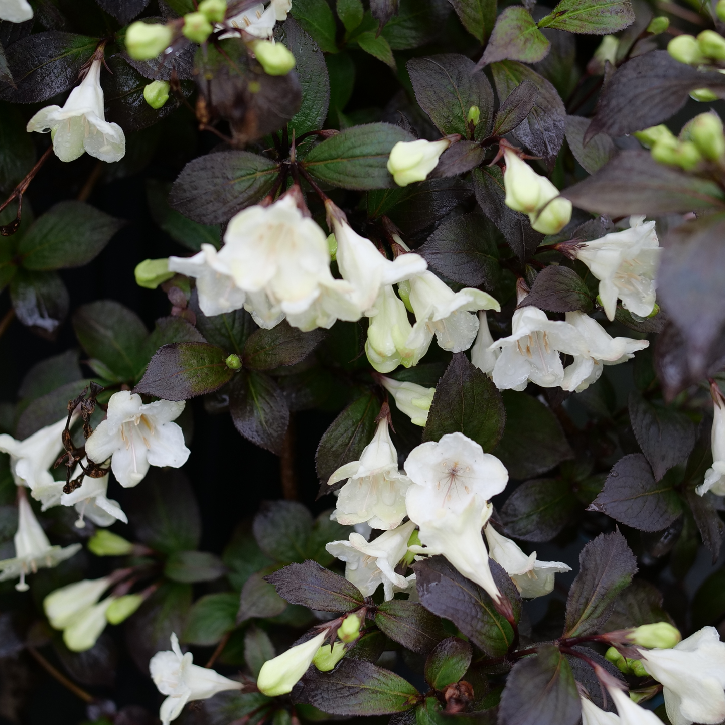 Wine & Spirits® Weigela (florida)