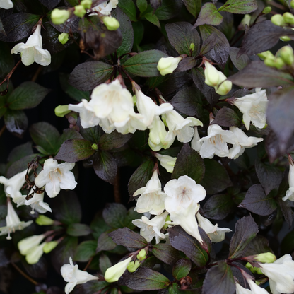 Wine & Spirits® Weigela (florida)