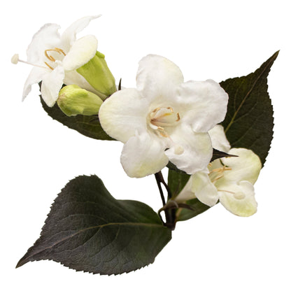 Wine & Spirits® Weigela (florida)