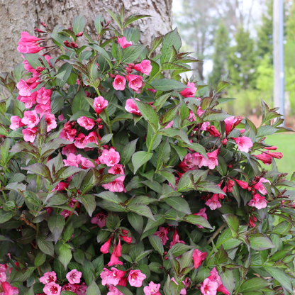 Sonic Bloom® Wine Weigela (florida)