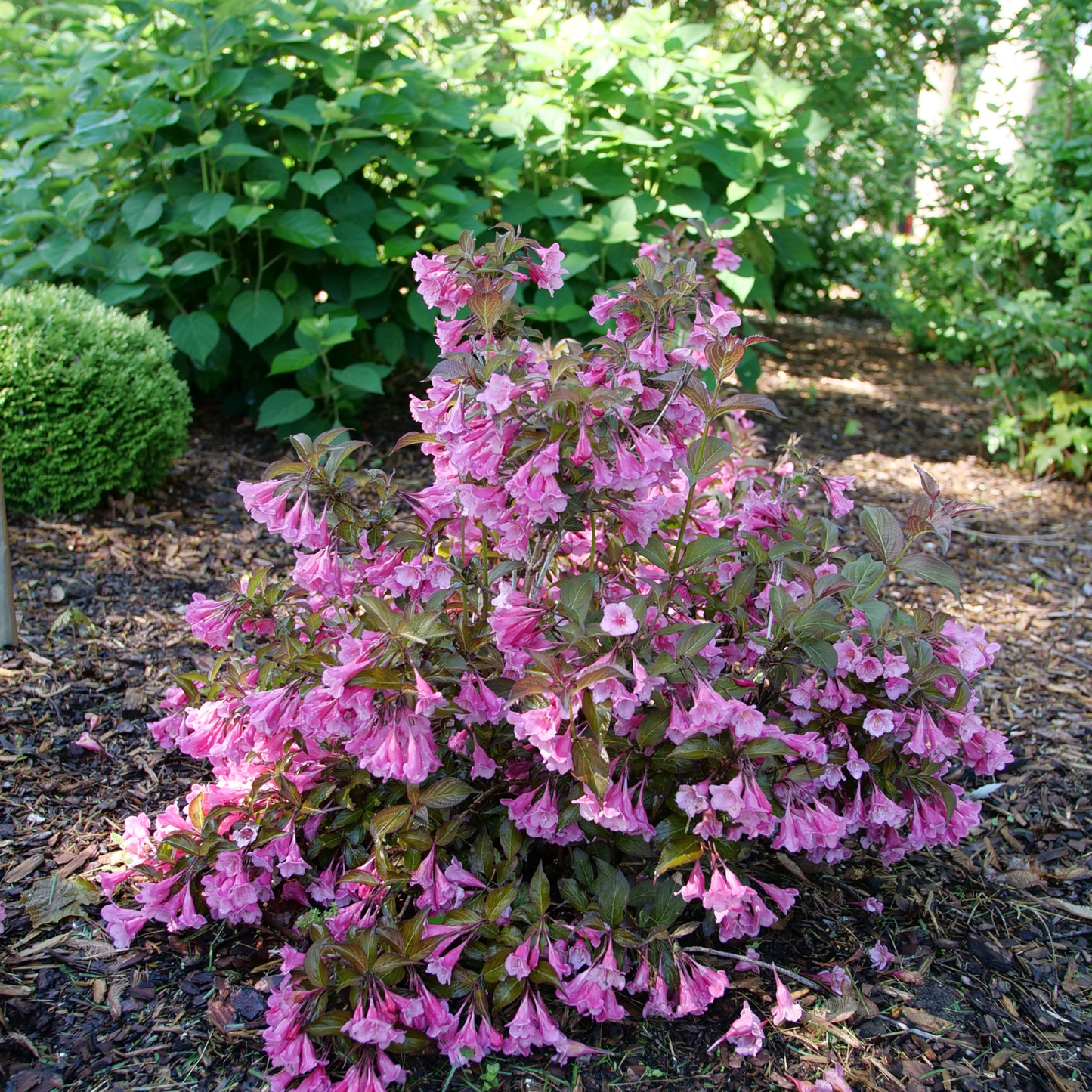 Sonic Bloom® Wine Weigela (florida)