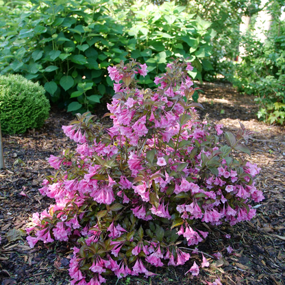 Sonic Bloom® Wine Weigela (florida)
