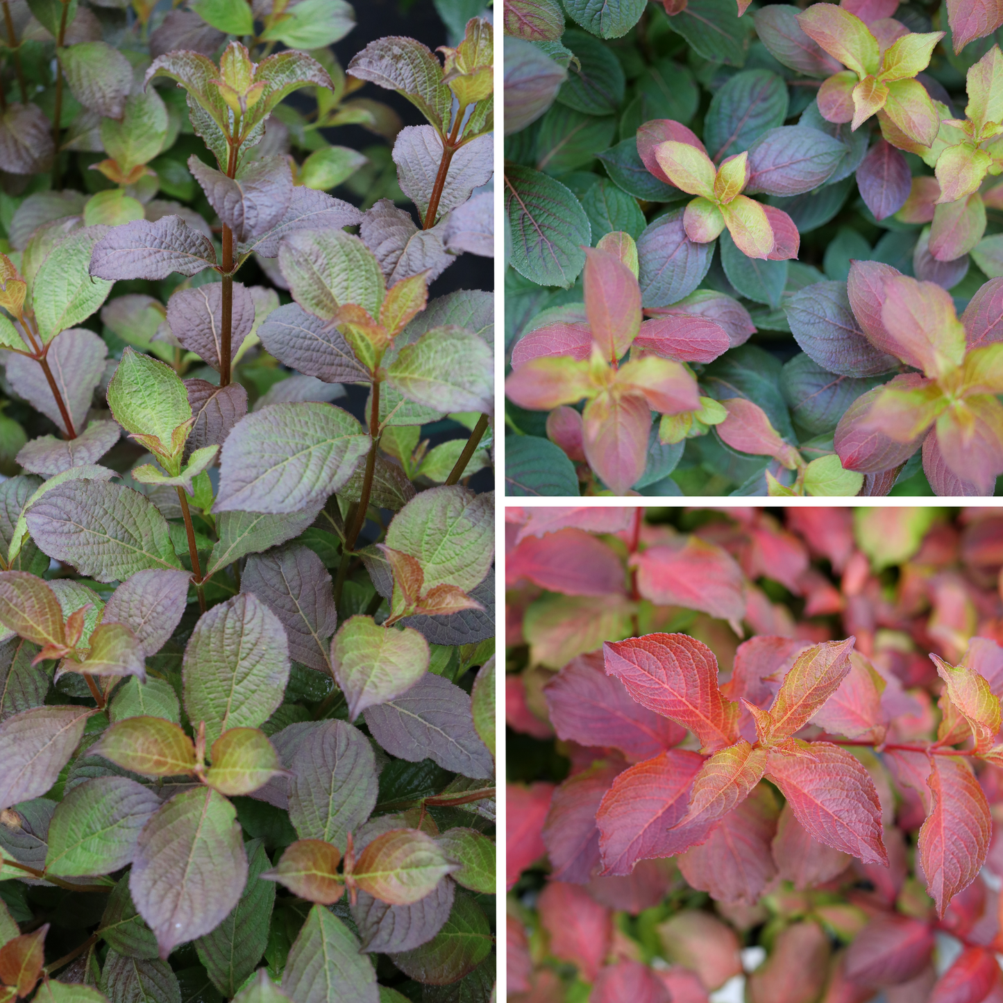 Midnight Sun® Reblooming Weigela (florida)