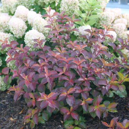 Midnight Sun® Reblooming Weigela (florida)