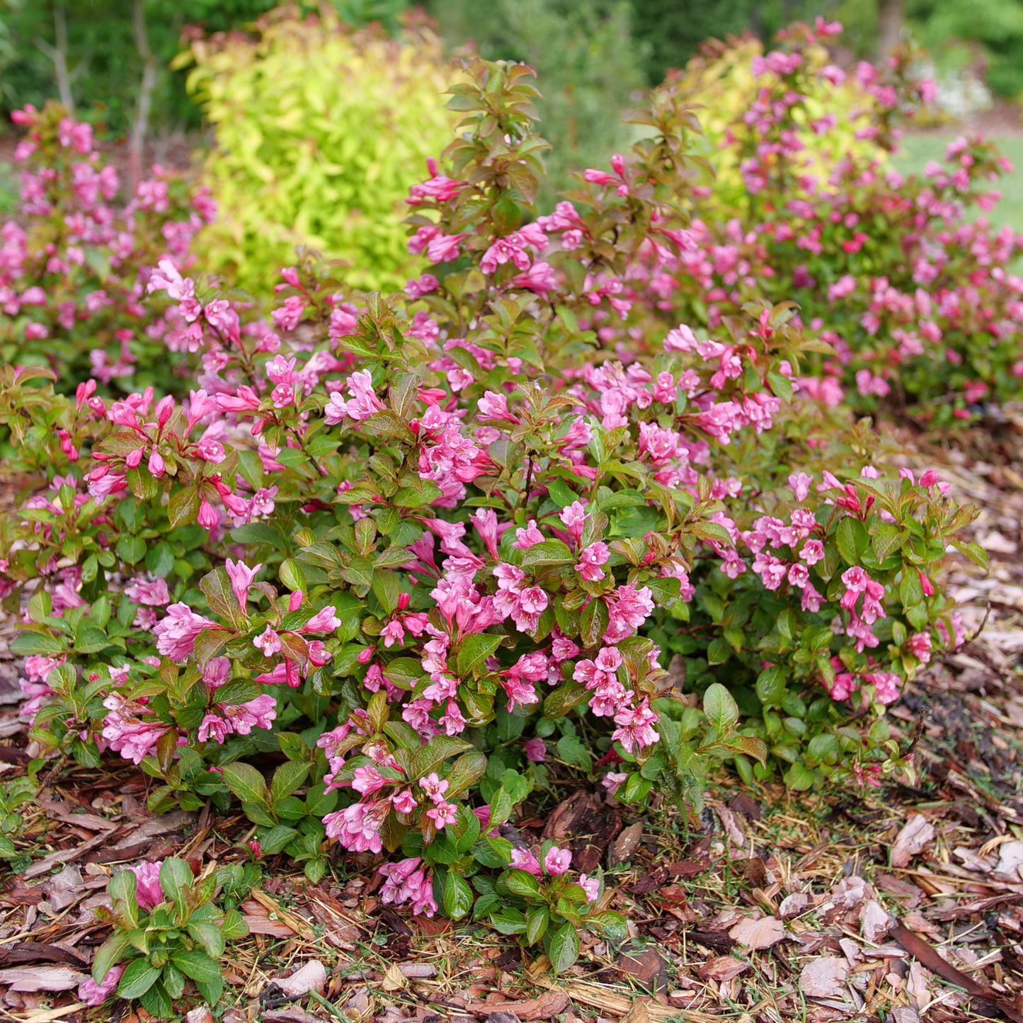 Midnight Sun® Reblooming Weigela (florida)