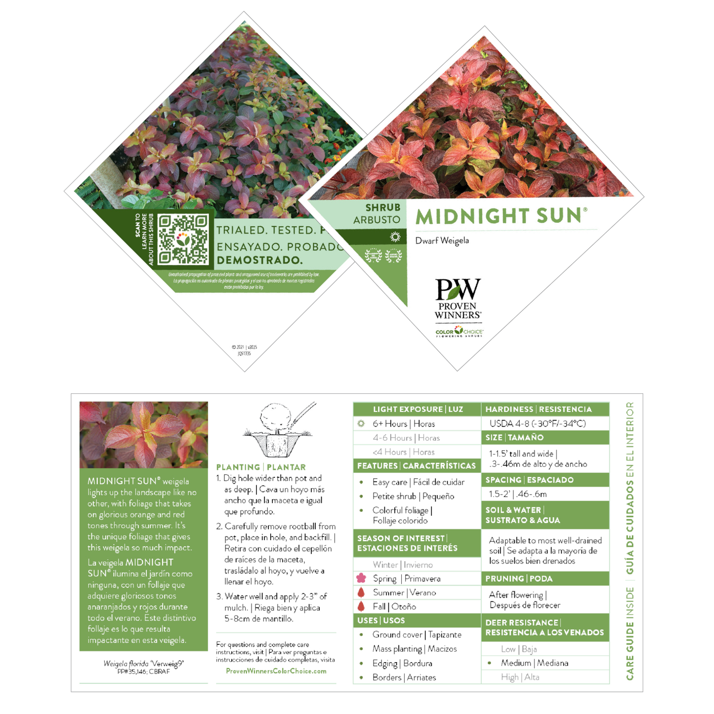 Midnight Sun® Reblooming Weigela (florida)