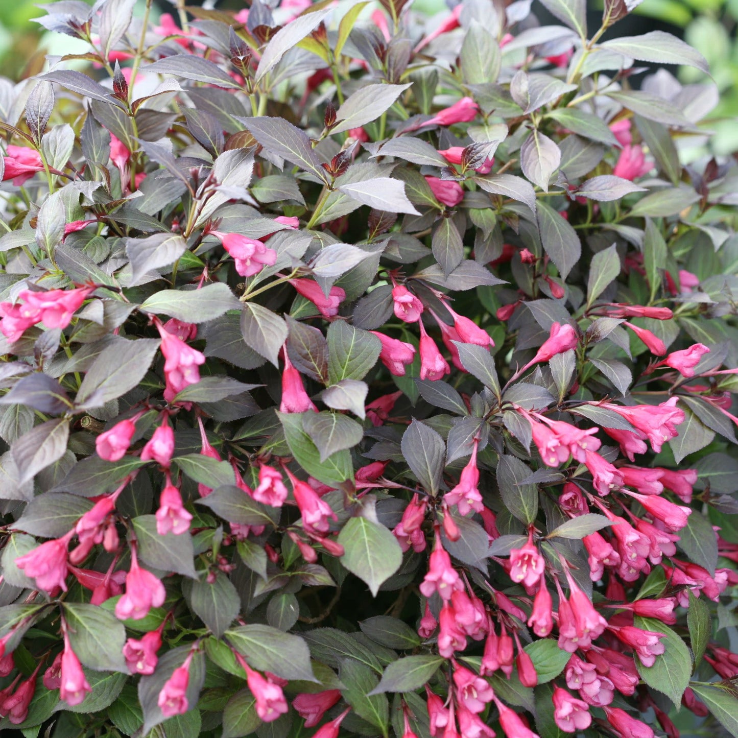 Midnight Wine Shine® (Weigela florida)