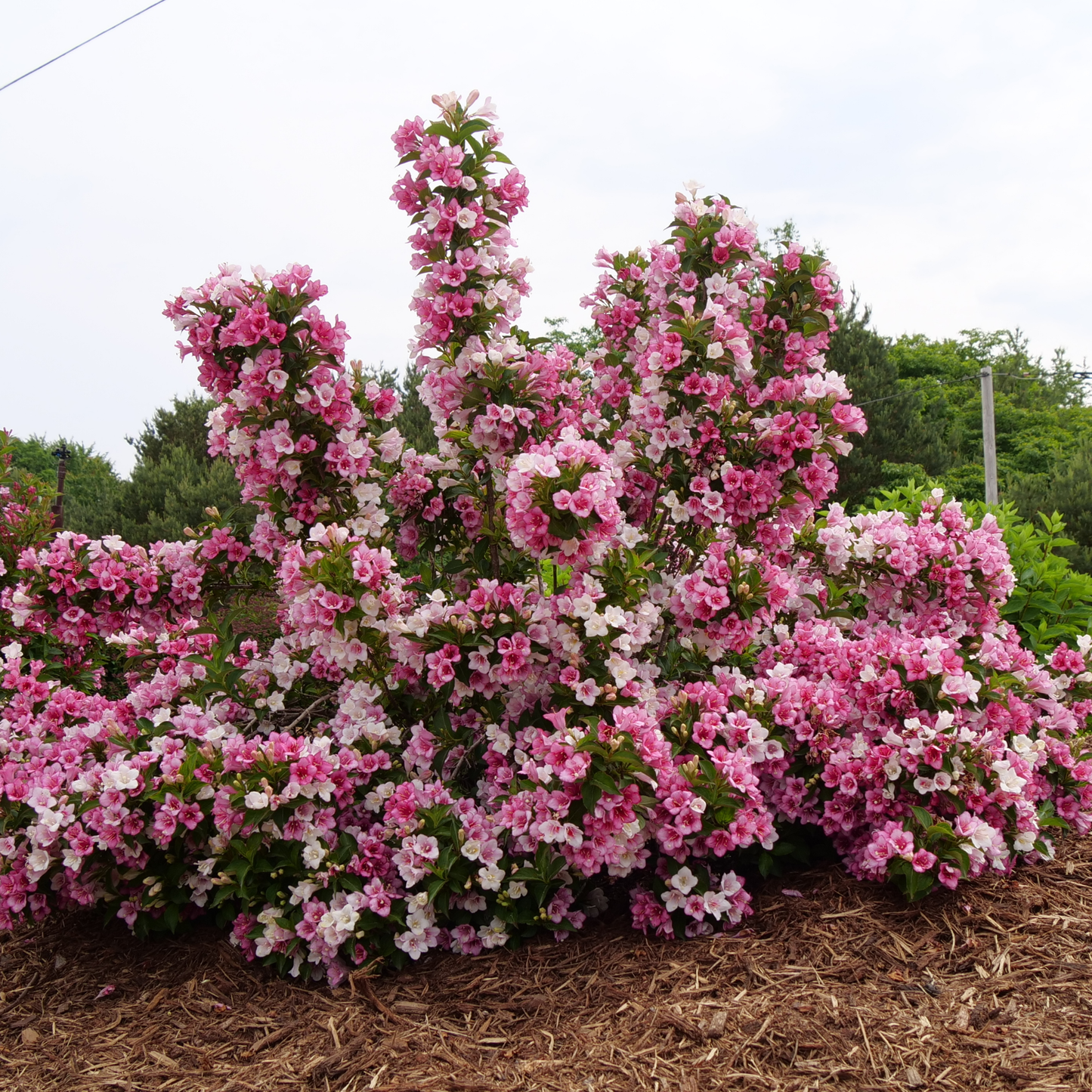 Czechmark Trilogy® Weigela (florida)