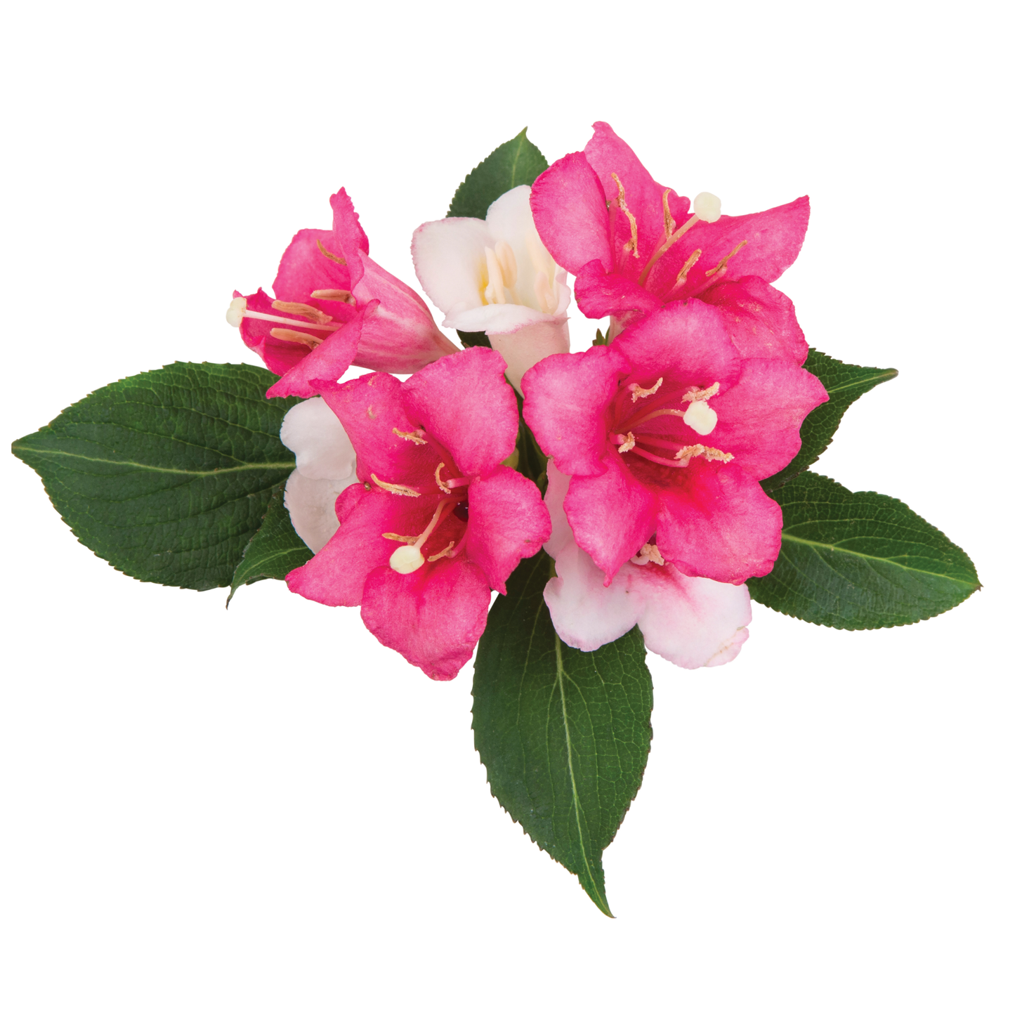 Czechmark Trilogy® Weigela (florida)
