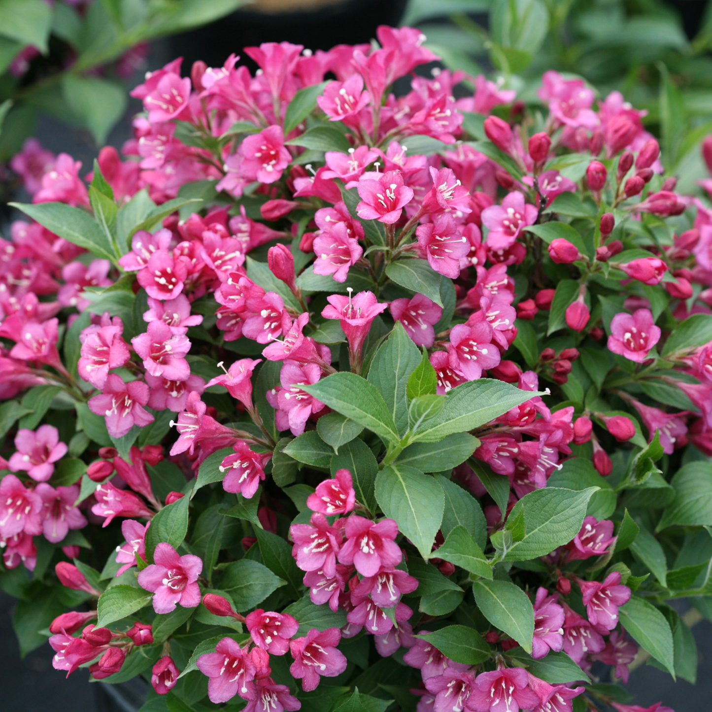Snippet® Dark Pink Weigela (florida)