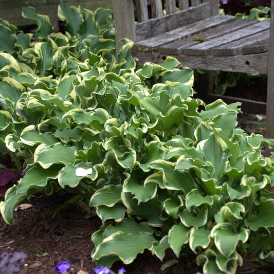 Proven Winners® Perennial Plants|Hosta - Shadowland 'Wheee!' 1