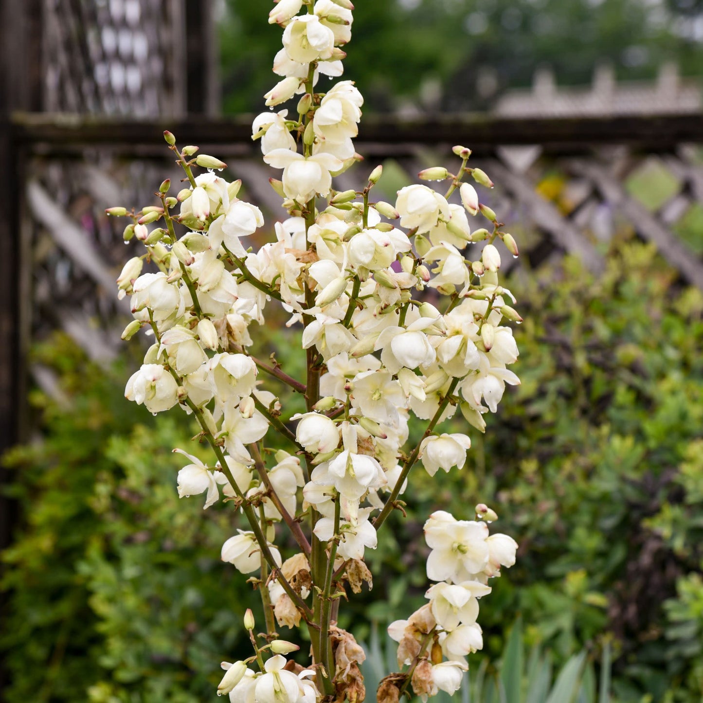 'Dragon Slayer' Adam's Needle (Yucca hybrid) | Proven Winners® New Variety 2026