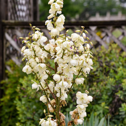 'Dragon Slayer' Adam's Needle (Yucca hybrid) | Proven Winners® New Variety 2026