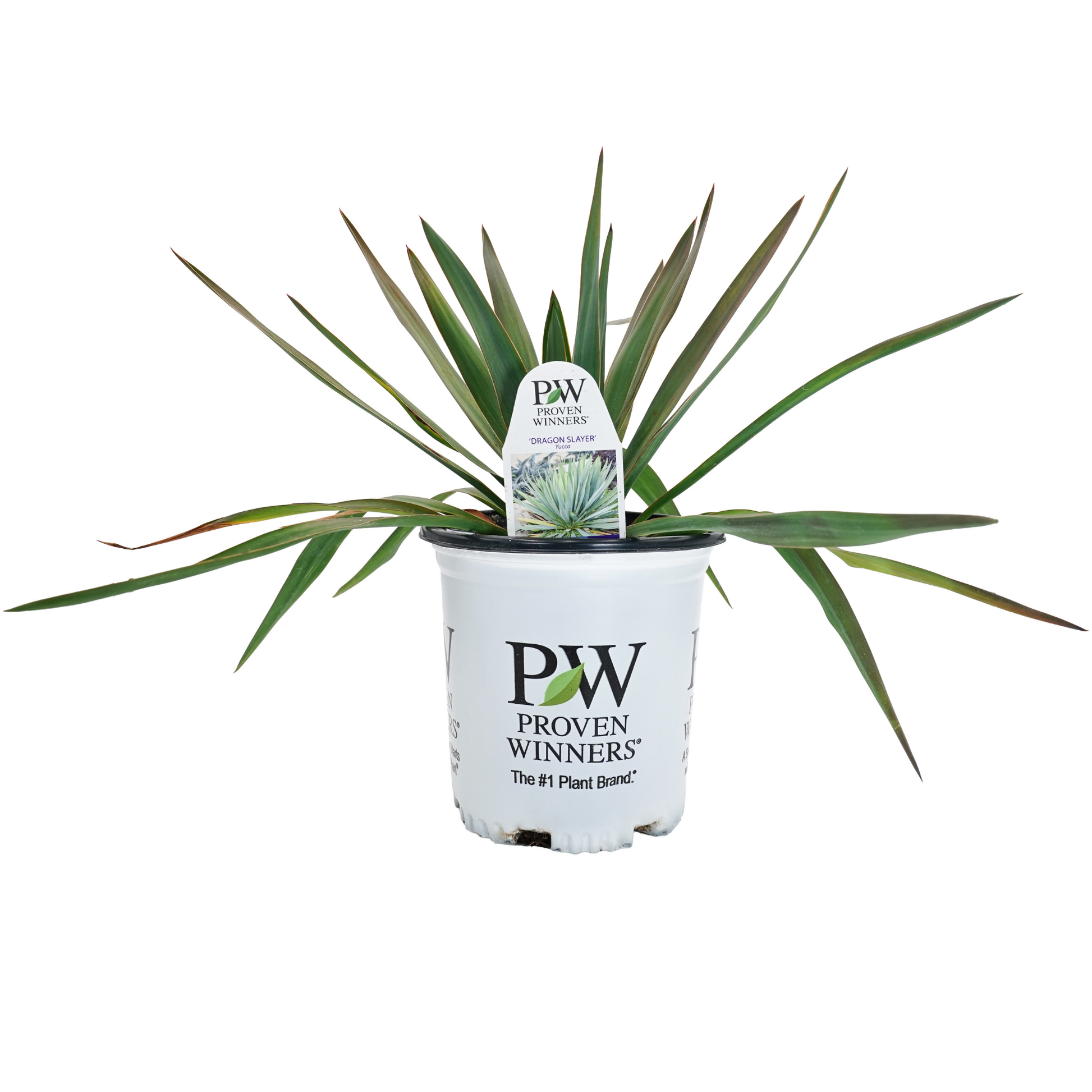 リール yuka Adam's Needle | Dragon Slayer | Proven Winners® Perennials
