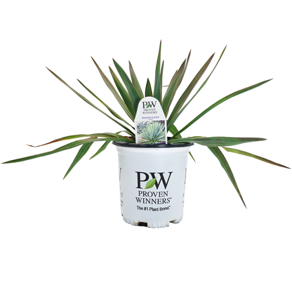 'Dragon Slayer' Adam's Needle (Yucca hybrid) | Proven Winners® New Variety 2026