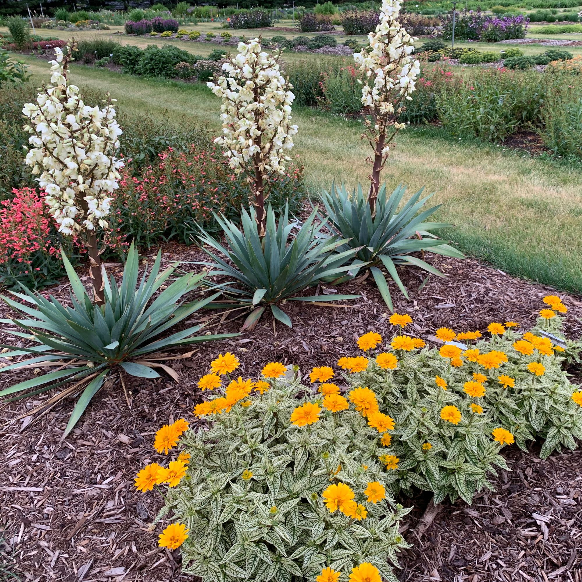 リール yuka Adam's Needle | Dragon Slayer | Proven Winners® Perennials