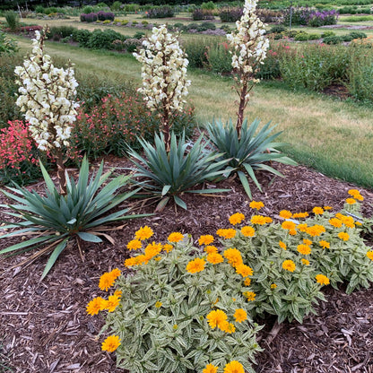 'Dragon Slayer' Adam's Needle (Yucca hybrid) | Proven Winners® New Variety 2026