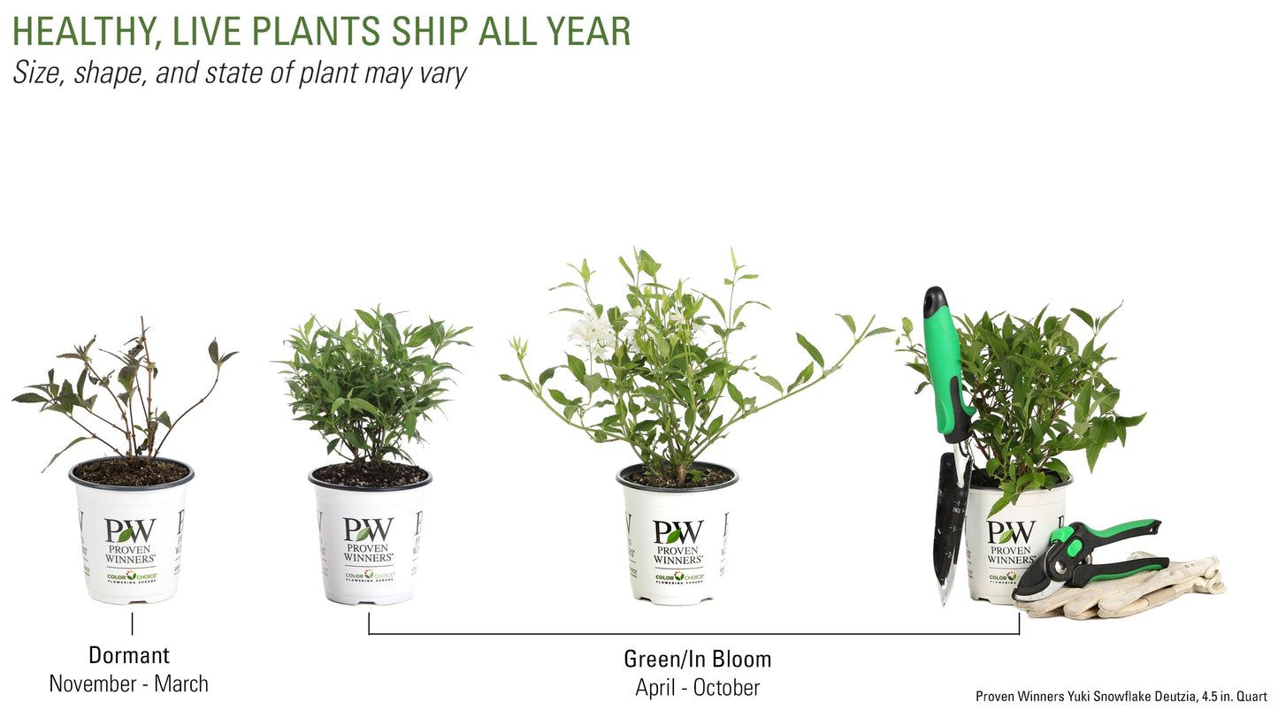Proven Winners® Shrub Plants|Deutzia - Yuki Snowflake 3