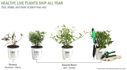 Proven Winners® Shrub Plants|Deutzia - Yuki Snowflake 3