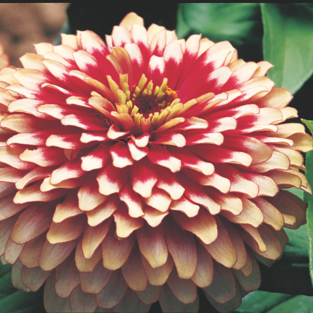 Proven Selections® Sweet Tooth Candy Cane Zinnia (Zinnia hybrid)