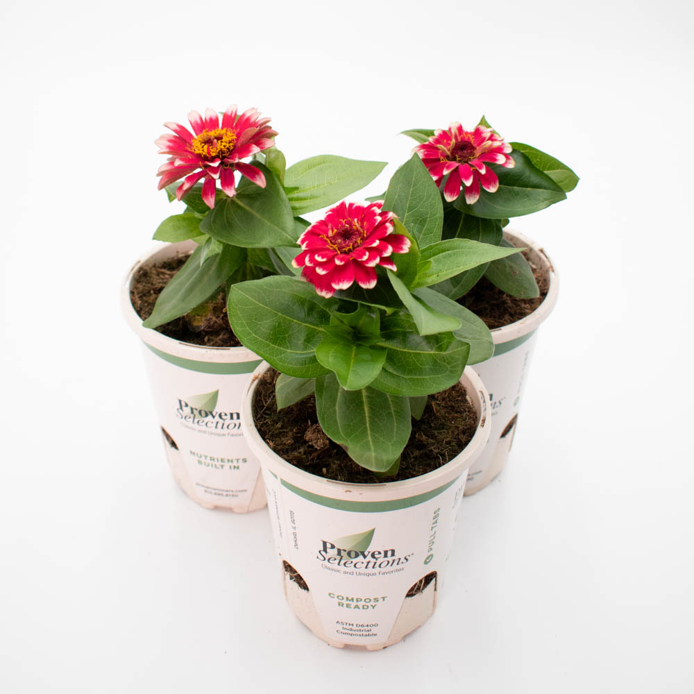 Proven Selections® Sweet Tooth Candy Cane Zinnia (Zinnia hybrid)