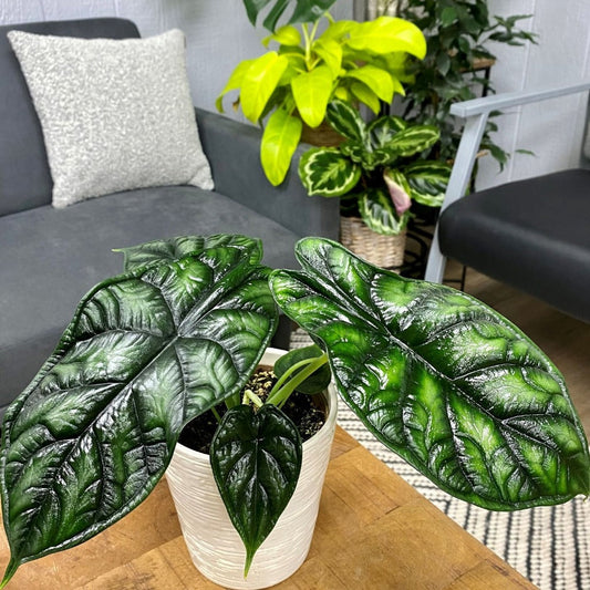 Mythic™ Dragon Scale (Baginda) Alocasia