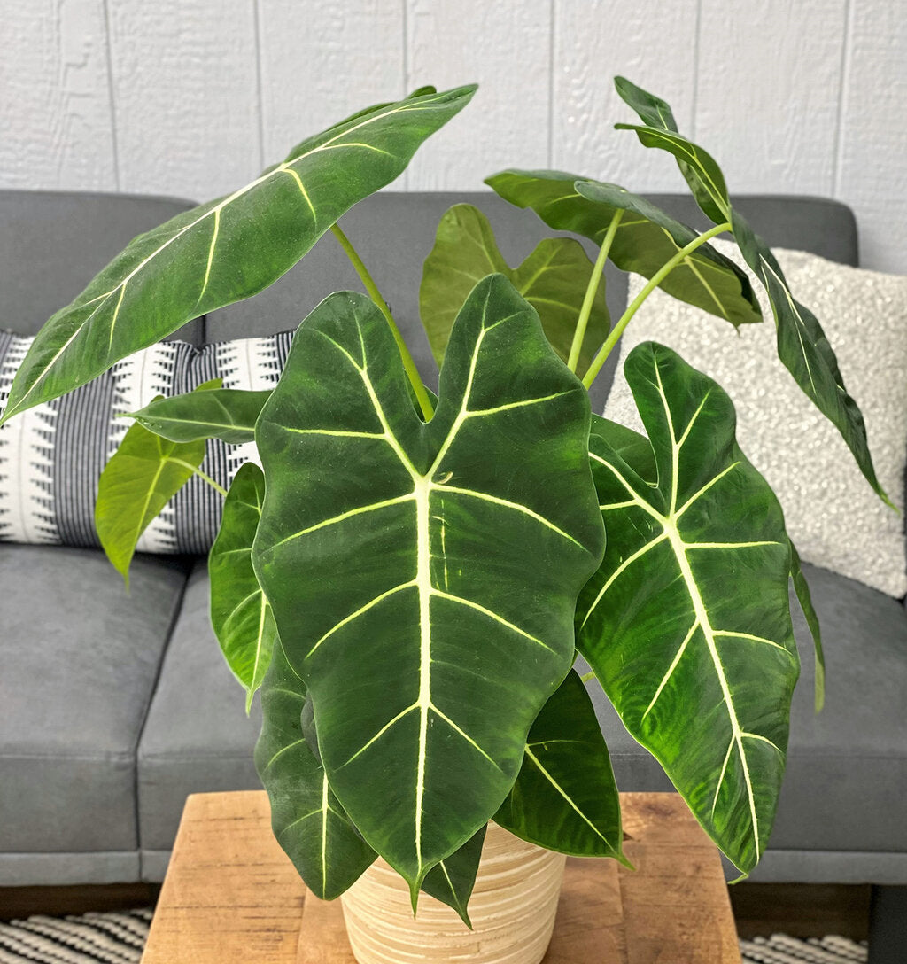 Mythic™ Elephant Ears Frydek Hybrid (Alocasia)