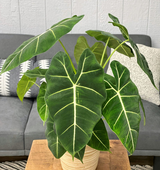 Mythic™ Elephant Ears Frydek Hybrid (Alocasia)