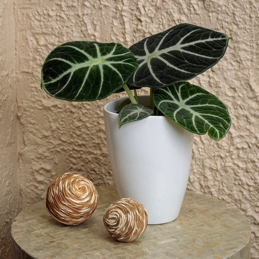 Mythic™ Ninja Alocasia (Jewel Alocasia)
