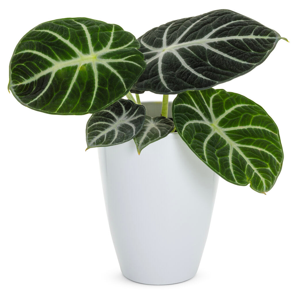 Mythic™ Ninja Alocasia (Jewel Alocasia)