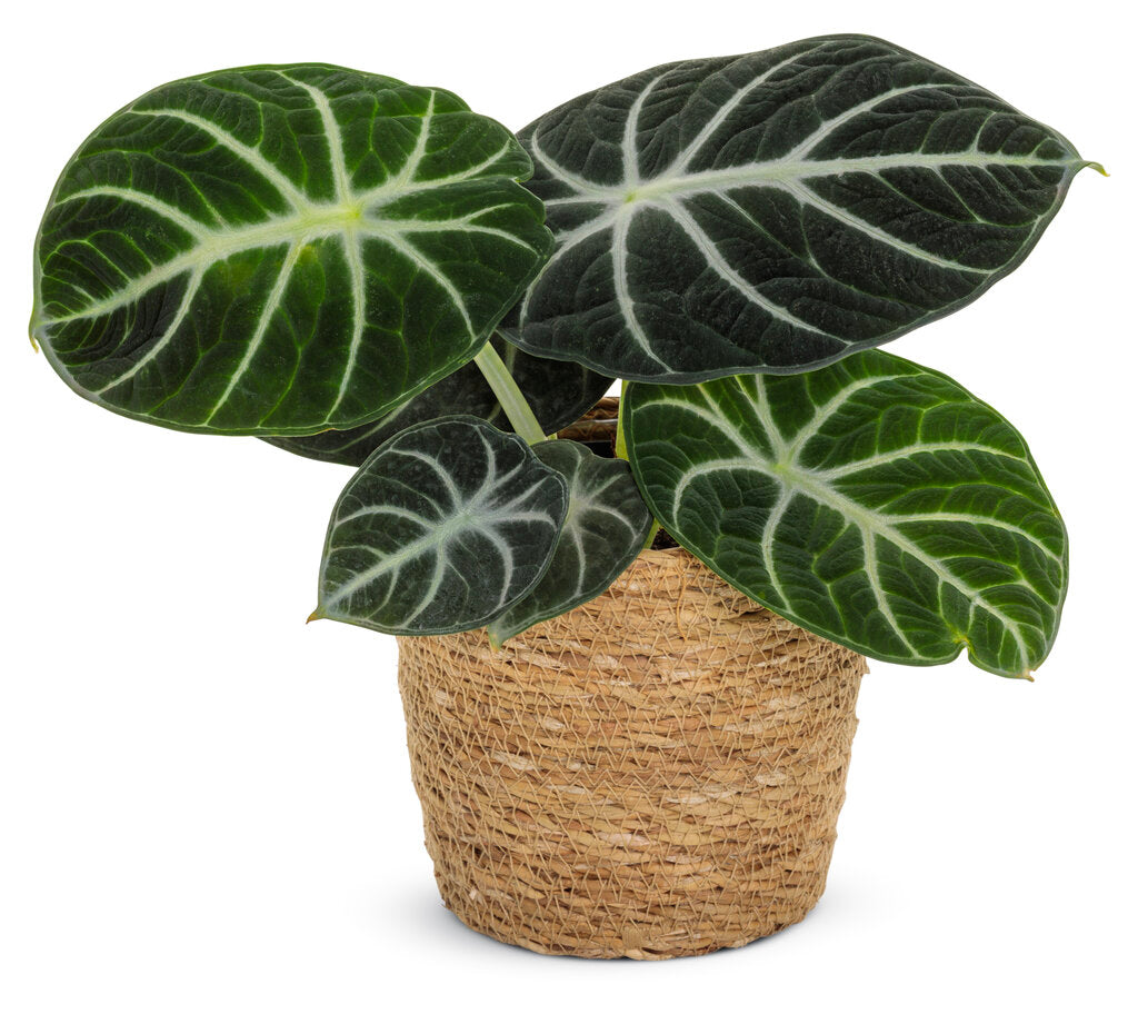 Mythic™ Ninja Alocasia (Jewel Alocasia)