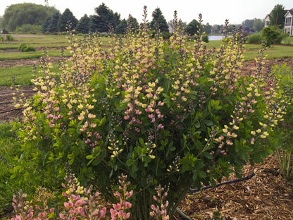 Decadence® Deluxe 'Pink Lemonade' False Indigo (Baptisia)