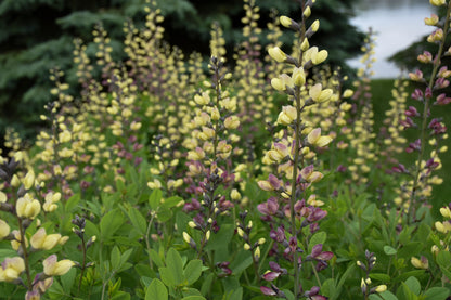 Decadence® Deluxe 'Pink Lemonade' False Indigo (Baptisia)