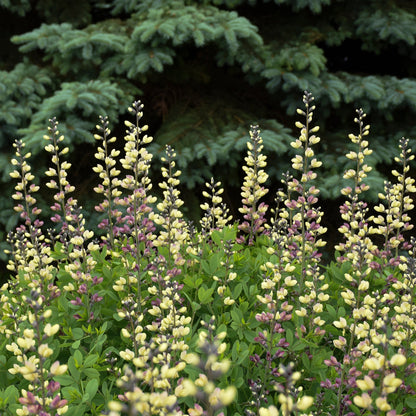 Decadence® Deluxe 'Pink Lemonade' False Indigo (Baptisia)