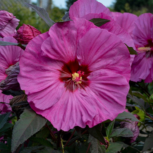 Summerific® 'Berry Awesome' Rose Mallow (Hibiscus hybrid)