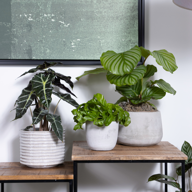 Living Lace® Hurricane - Bird's Nest Fern (Asplenium antiquum)