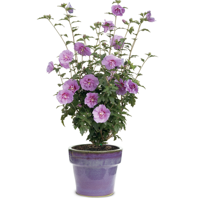 Dark Lavender Chiffon® Rose of Sharon (Hibiscus syriacus)