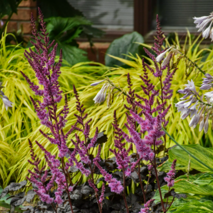 'Dark Side of the Moon' (Astilbe)