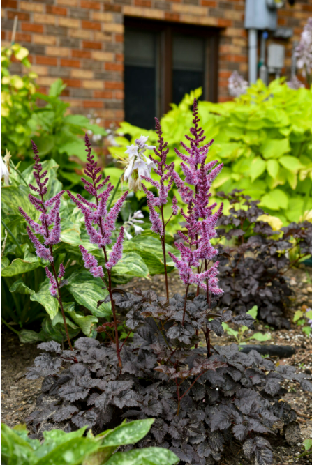 'Dark Side of the Moon' (Astilbe)