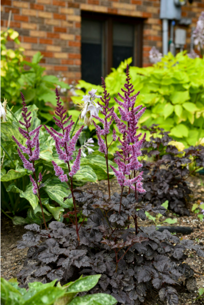 'Dark Side of the Moon' (Astilbe)