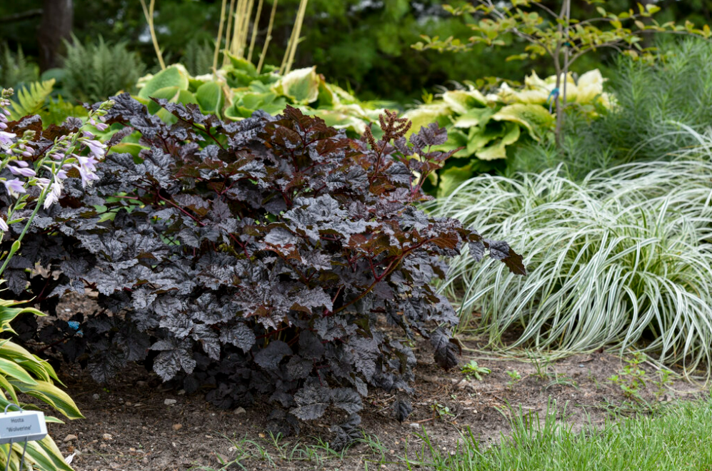'Dark Side of the Moon' (Astilbe)