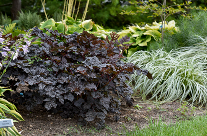 'Dark Side of the Moon' (Astilbe)