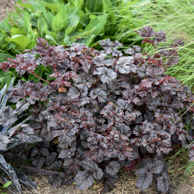 'Dark Side of the Moon' (Astilbe)