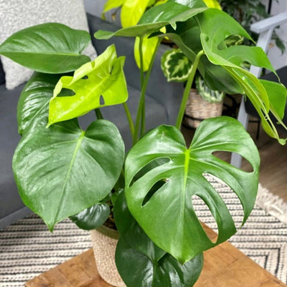 Mysteria™ Deliciosa Swiss Cheese Plant (Monstera deliciosa)