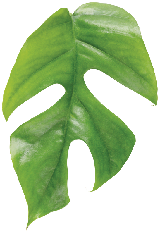 Mysteria™ Deliciosa Swiss Cheese Plant (Monstera deliciosa)