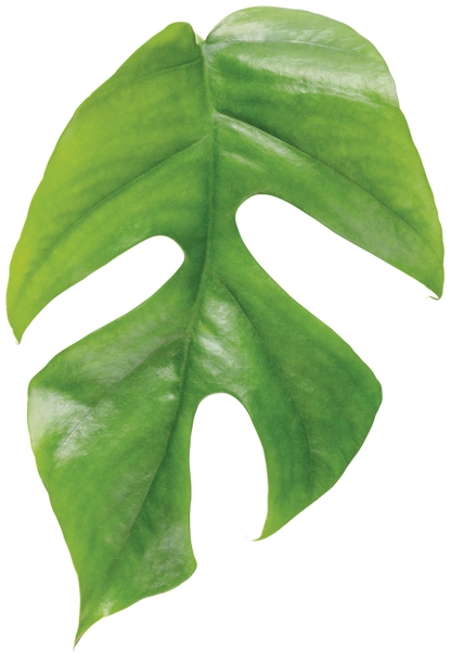 Mysteria™ Deliciosa Swiss Cheese Plant (Monstera deliciosa)