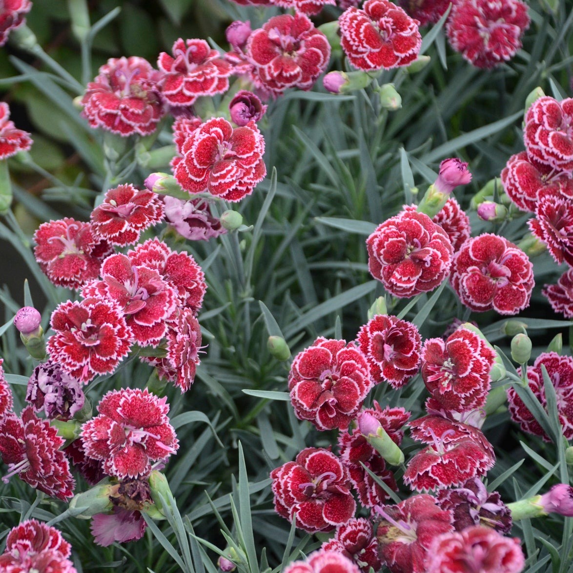 Fruit Punch® 'Black Cherry Frost' Pinks (Dianthus hybrid)
